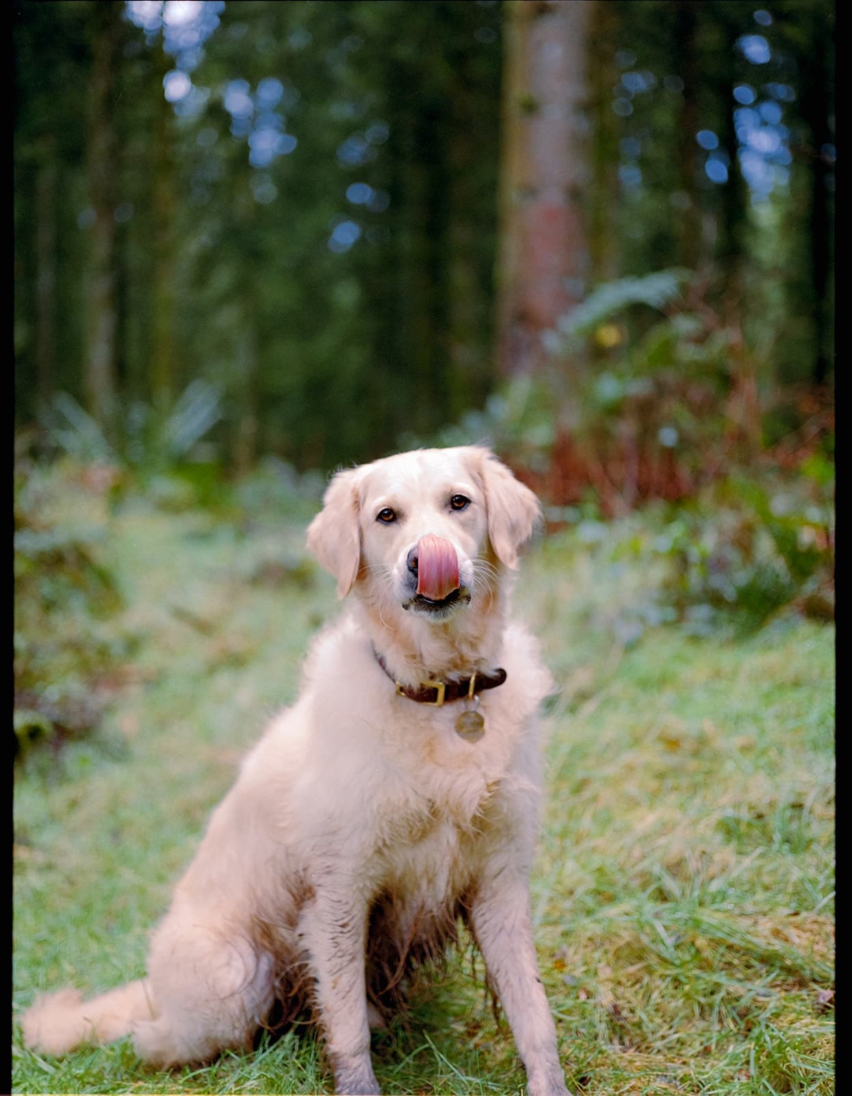 Golden retriever sitting on grass with a woodland backdrop.